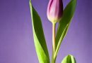 Køb dine favorit tulipantræer